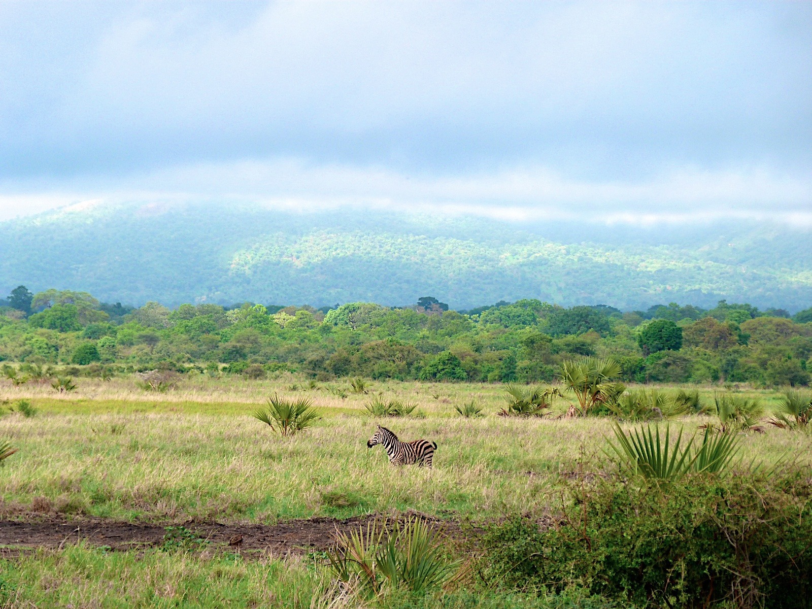 Meru zebra - panoramio