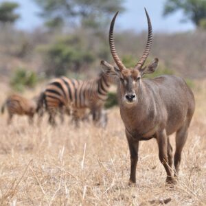 Waterbuck - Meru National Park, Kenya - 2014