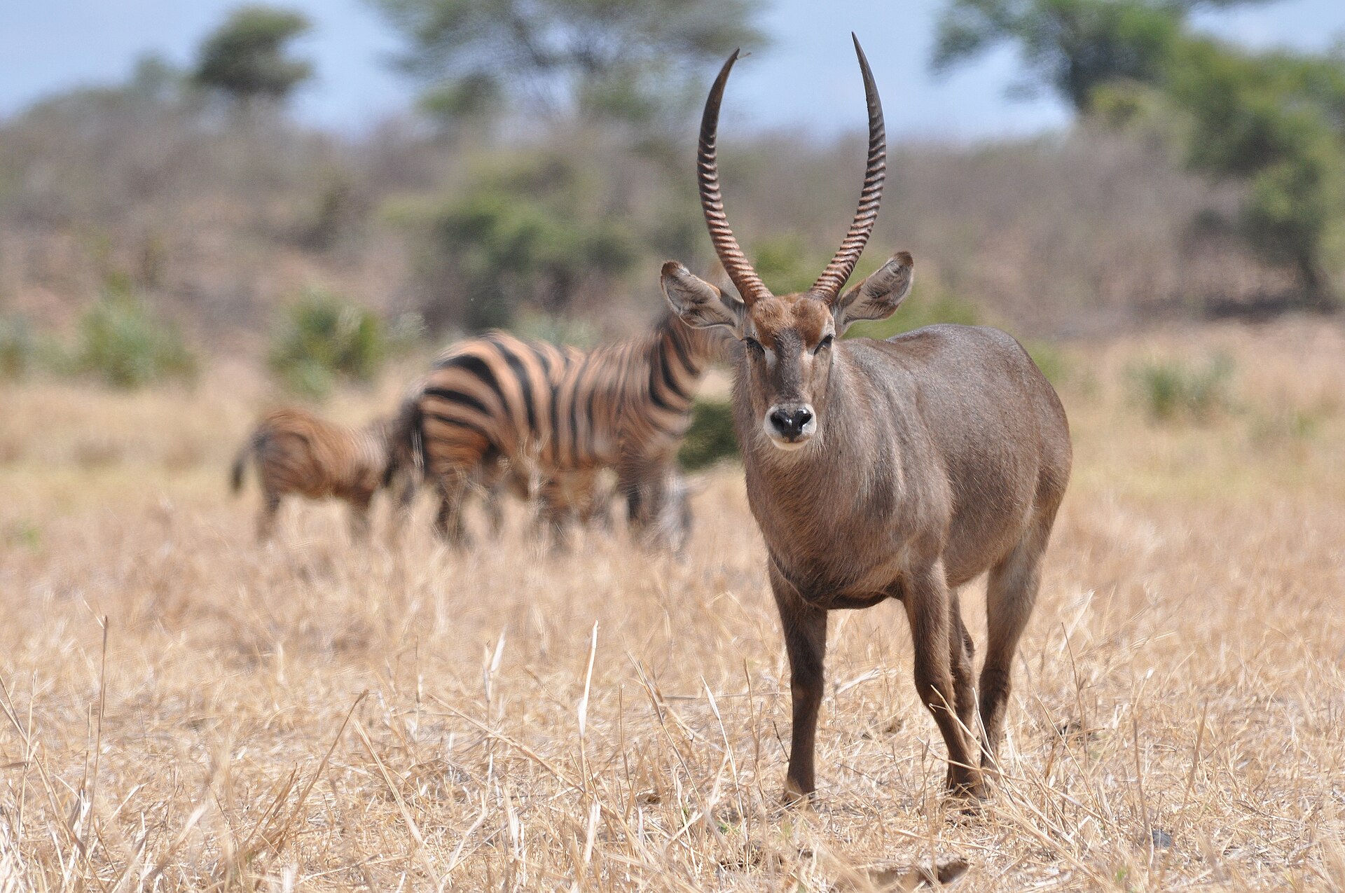 Waterbuck - Meru National Park, Kenya - 2014