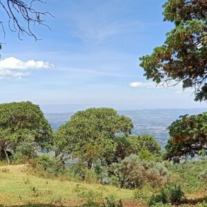 Flora and Fauna on the slopes of Aberdare Ranges