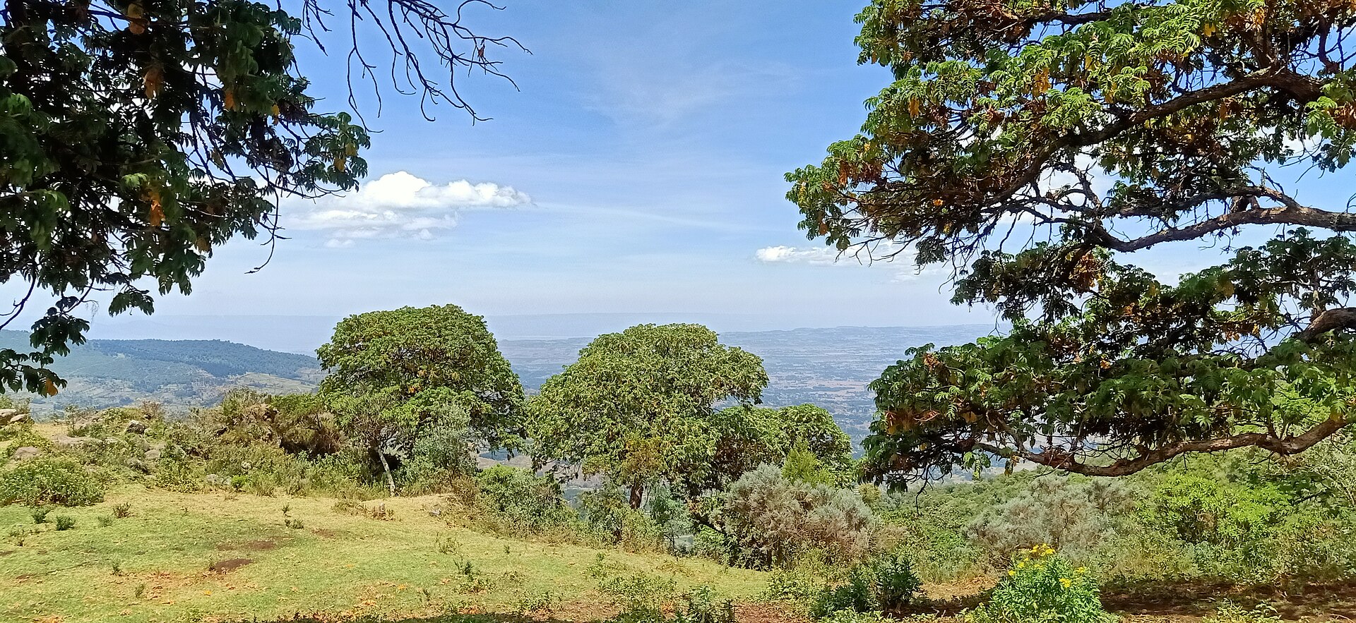 Flora and Fauna on the slopes of Aberdare Ranges