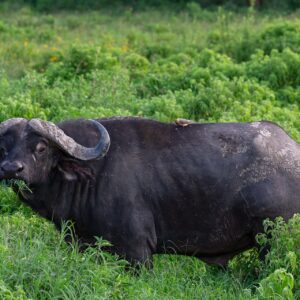 Búfalo cafre (Syncerus caffer), parque nacional del lago Nakuru, Kenia, 2024-05-18, DD 85