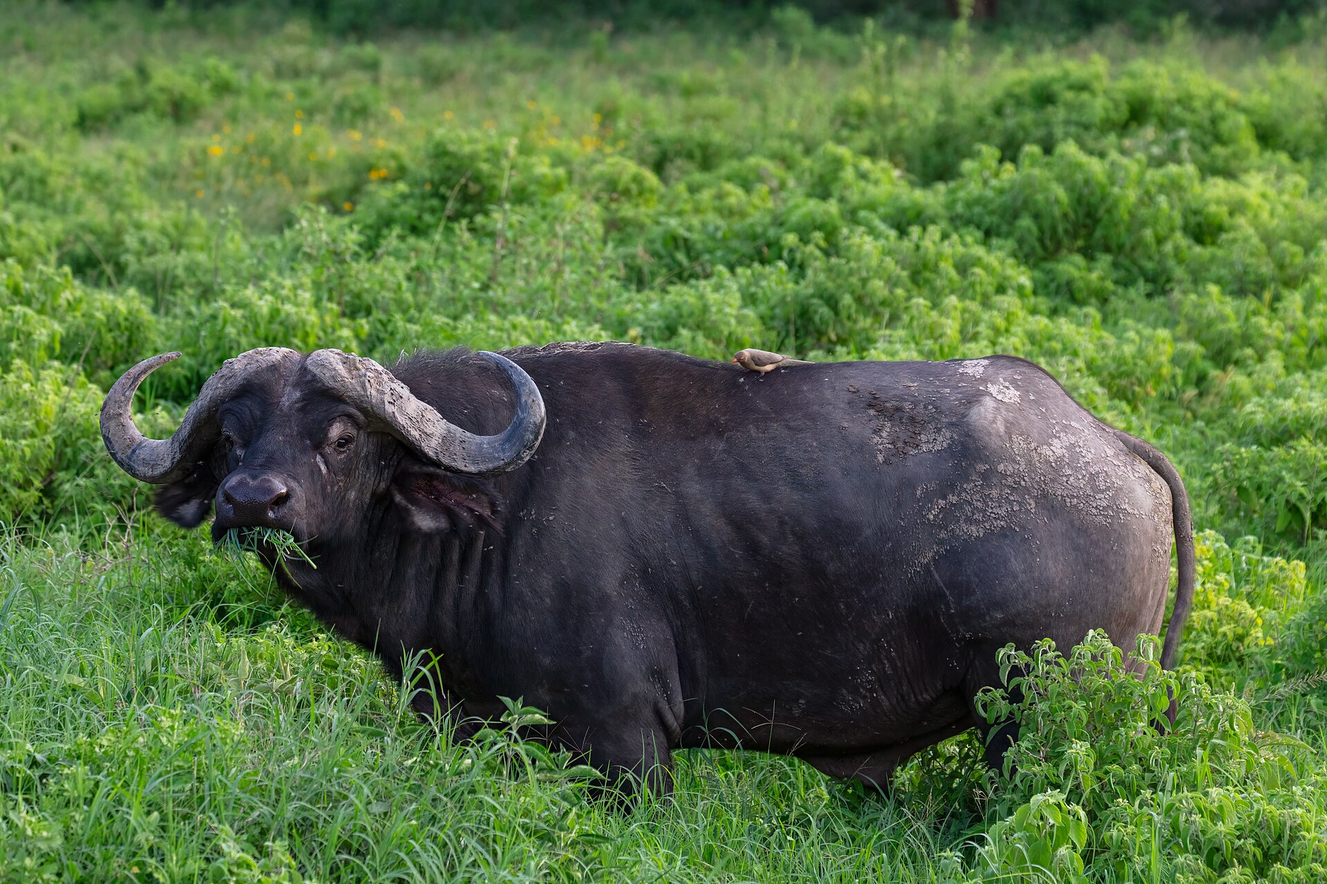 Búfalo cafre (Syncerus caffer), parque nacional del lago Nakuru, Kenia, 2024-05-18, DD 85