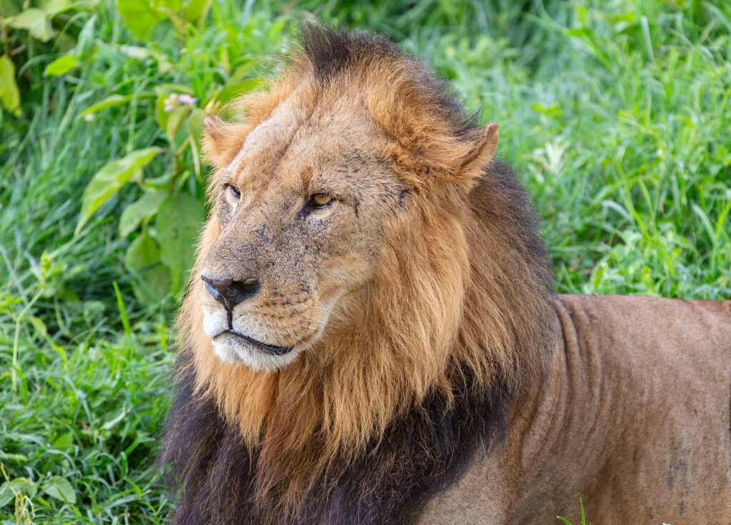 Lion in Lake Nakuru National Park