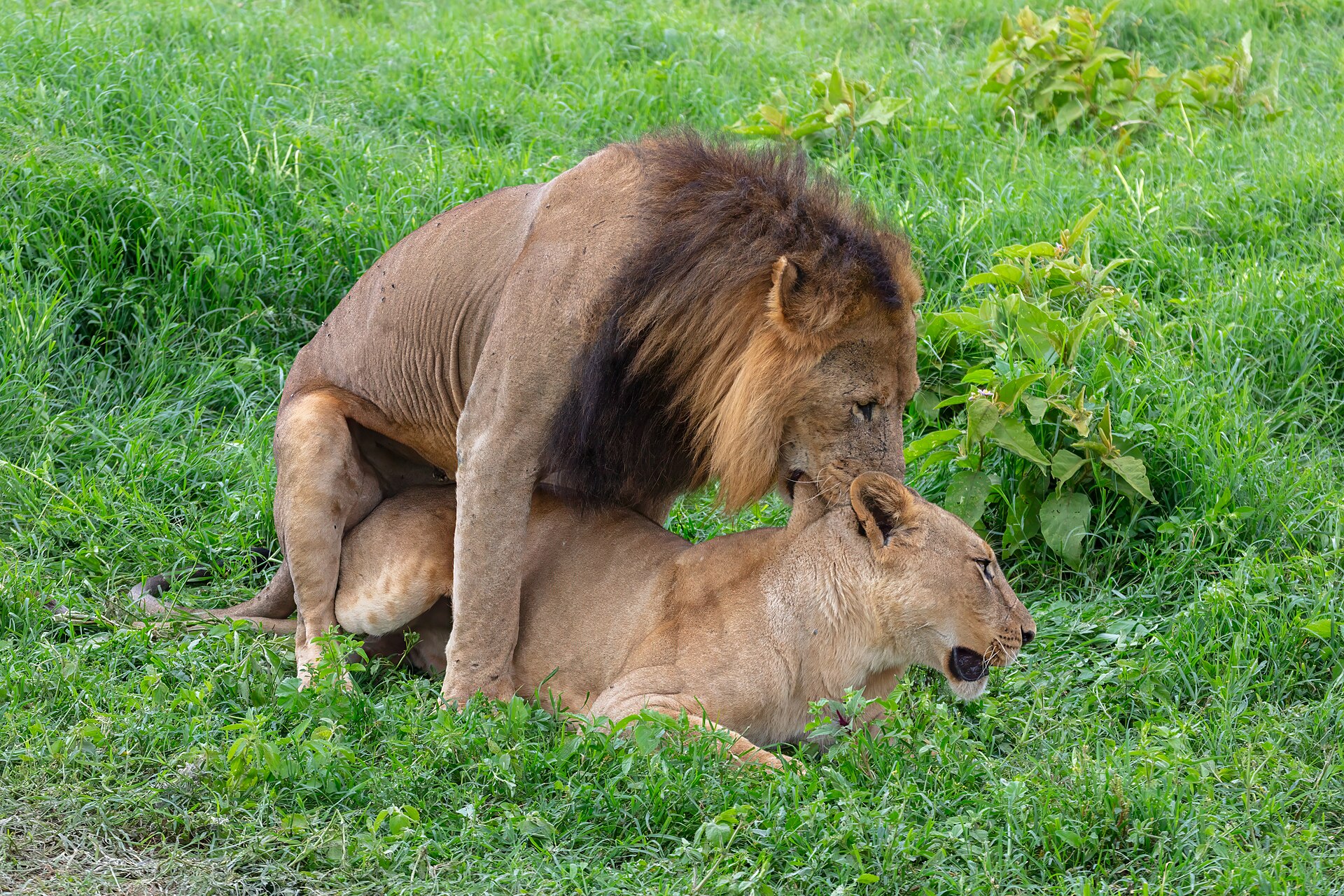 Leones (Panthera leo), parque nacional del lago Nakuru, Kenia, 2024-05-18, DD 53