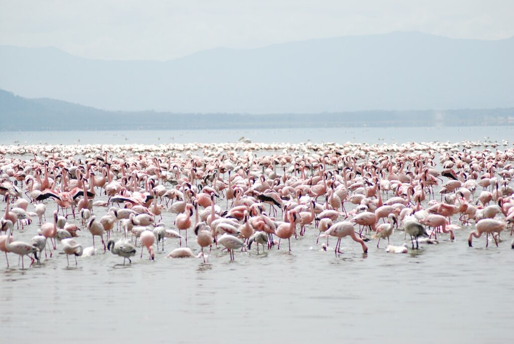 Flamingos on Lake Nakuru, Kenya