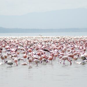 Nakuru Lake Flamingo