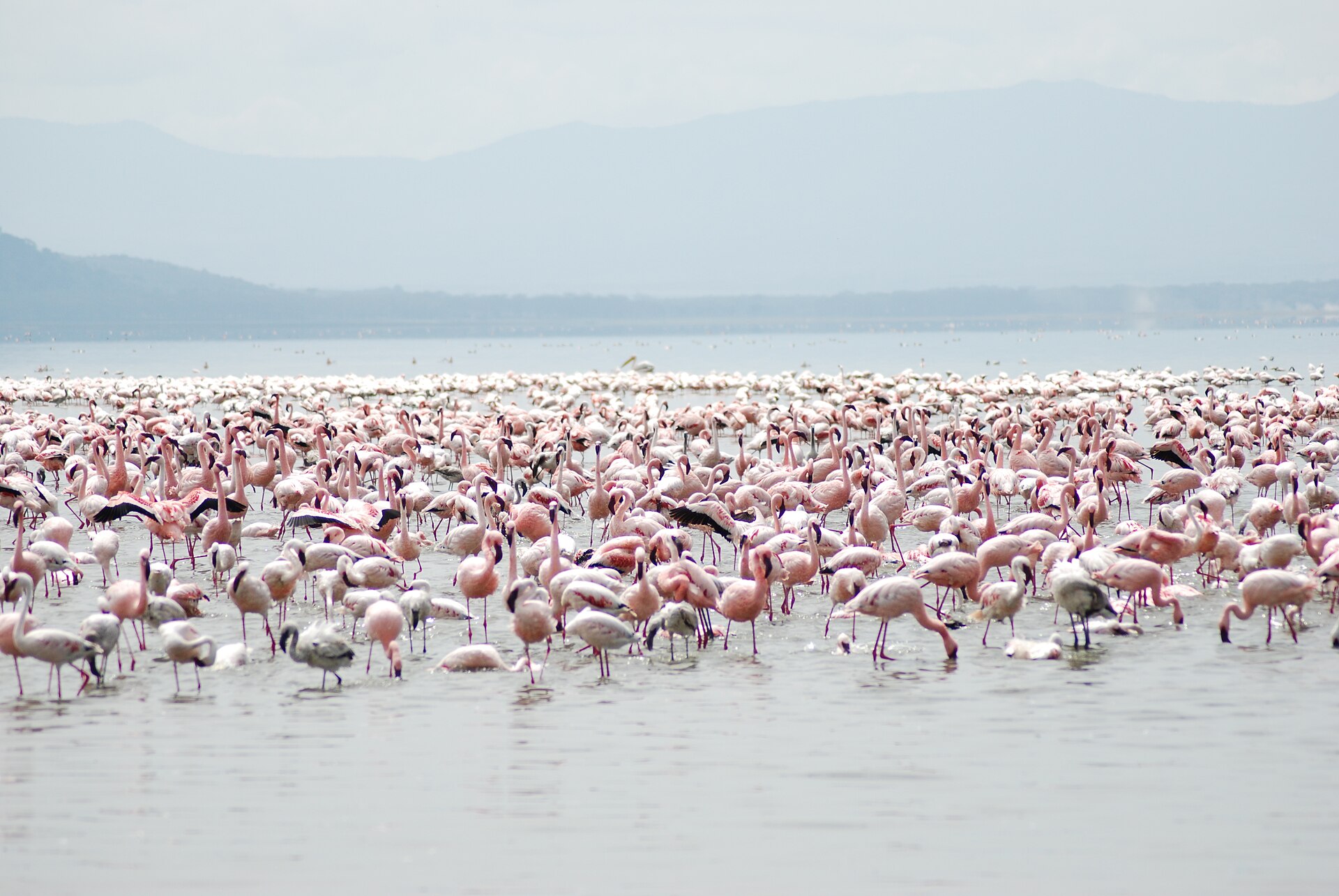 Nakuru Lake Flamingo