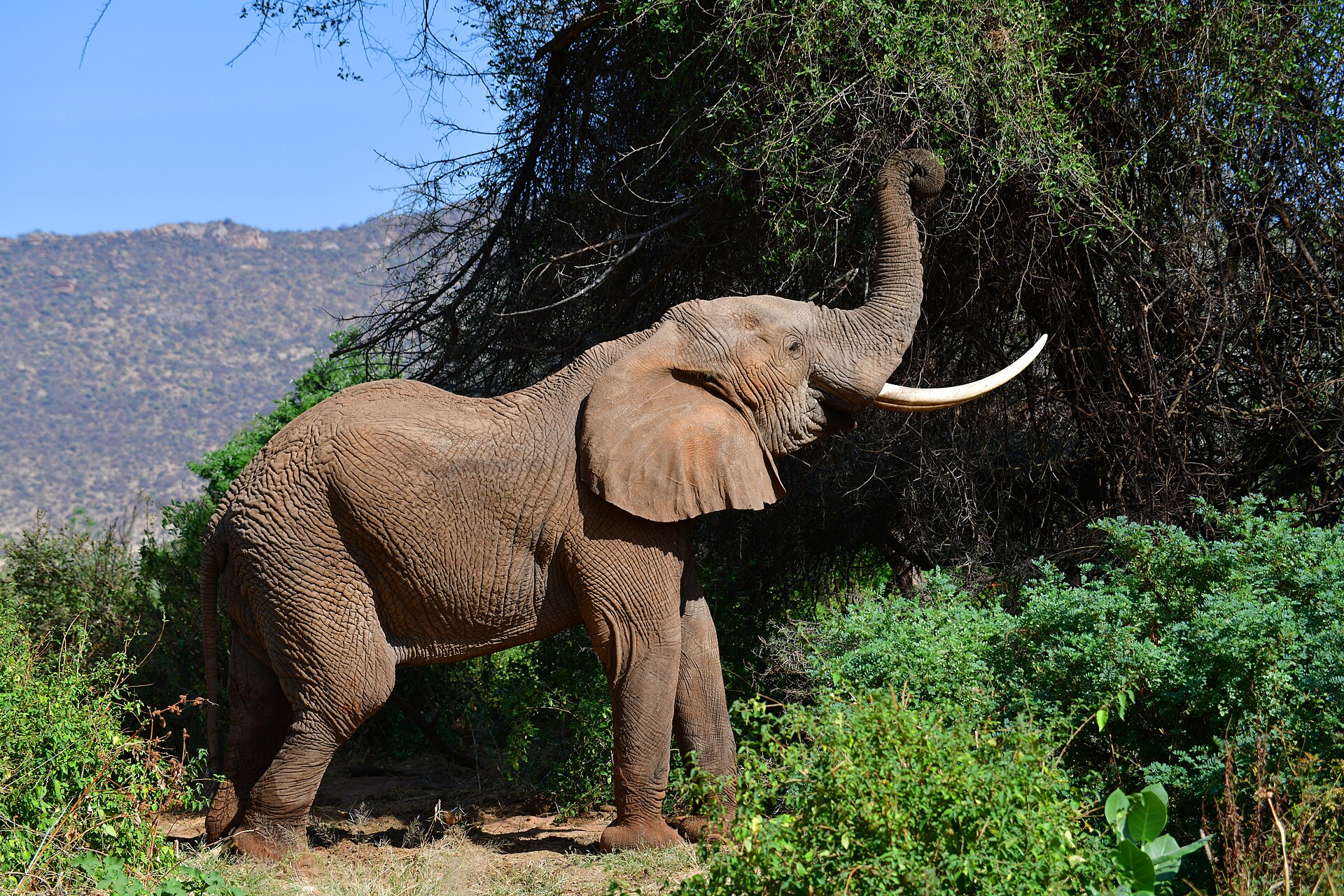 33034- bush elephant trunk action 33034- bush elephant trunk action