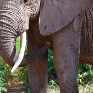 33038- bush elephant tool usage