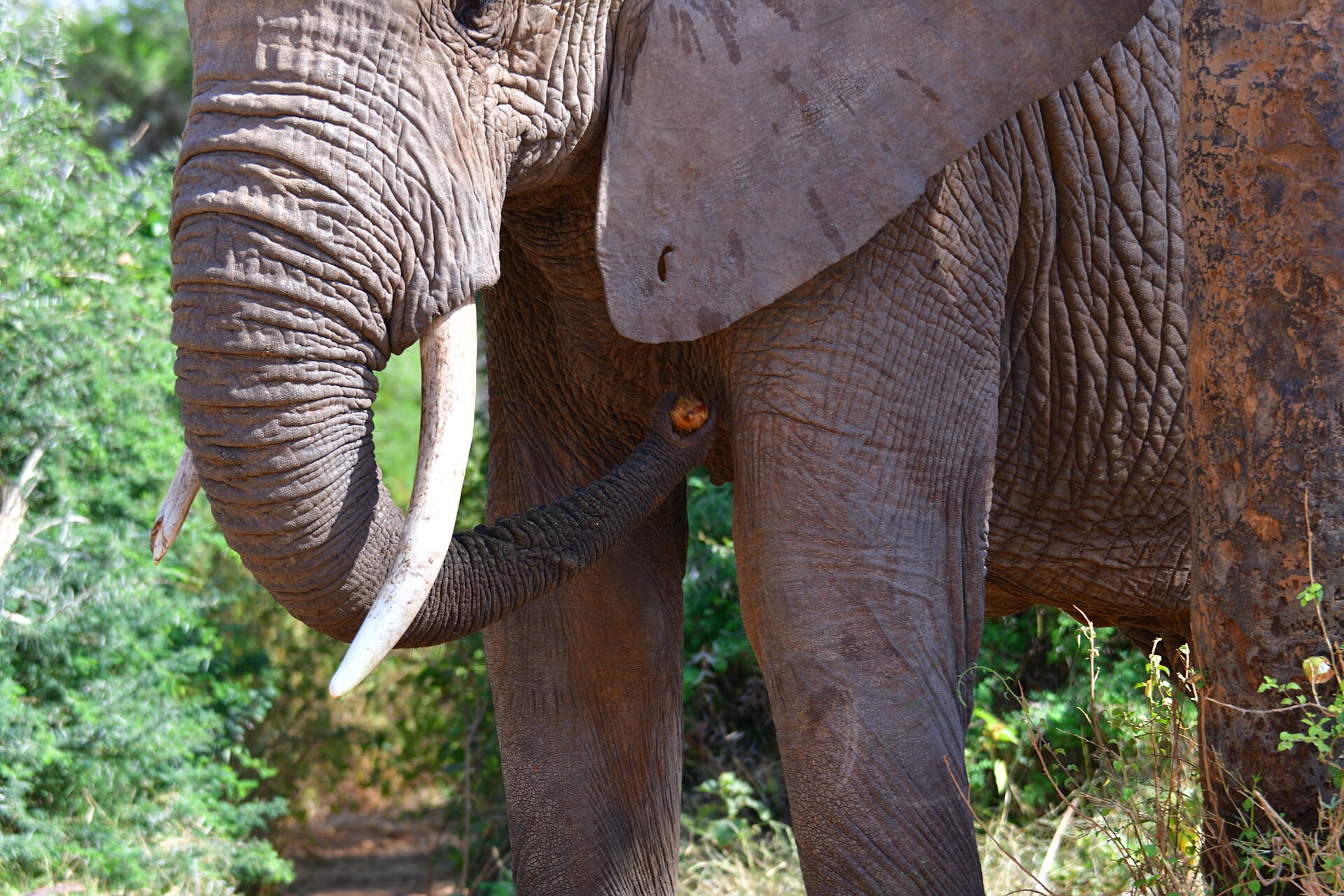 33038- bush elephant tool usage 33038- bush elephant tool usage