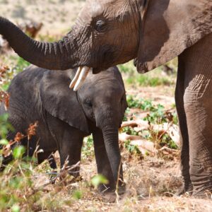 33041- baby bush elephant