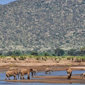 Elephant-herd-ewaso-river-samburu-national-reserve
