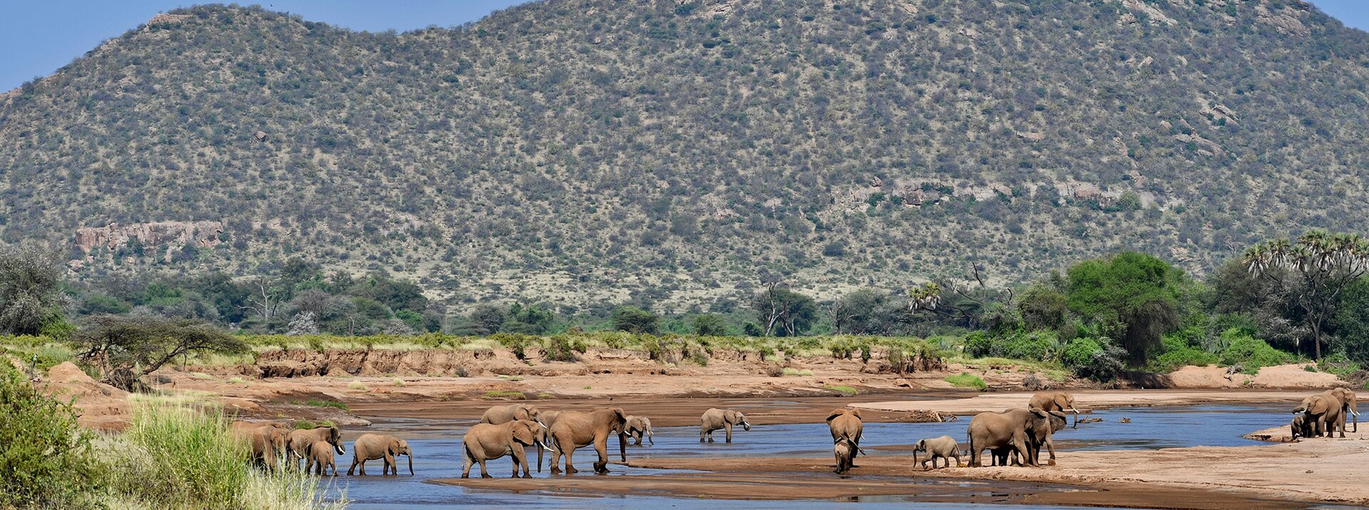 Elephant-herd-ewaso-river-samburu-national-reserve