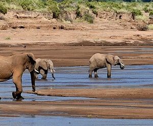 Samburu National Reserve Banner