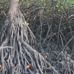 Lamu Mangrove Coral Reef