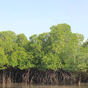 Lamu Mangrove trees
