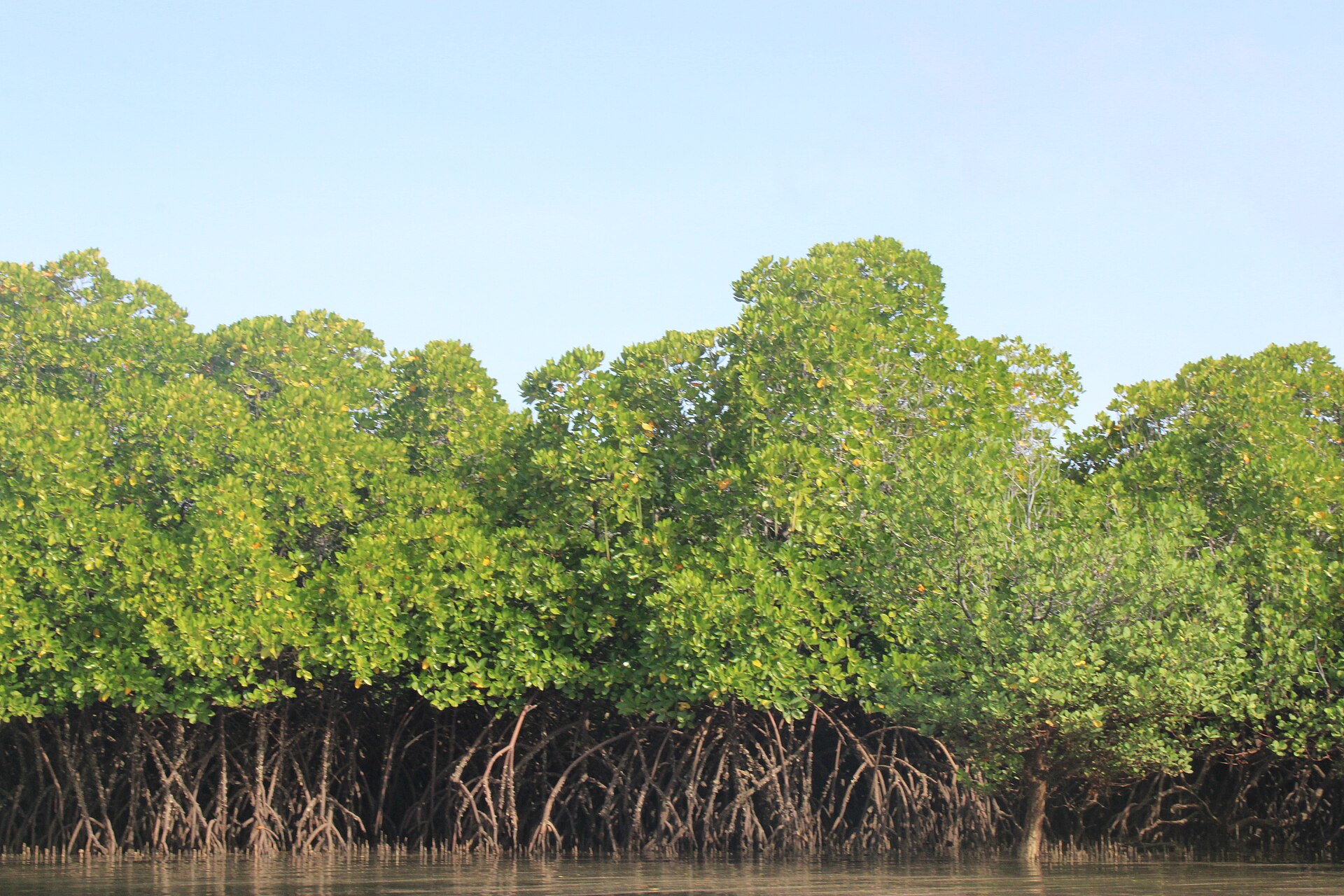 Lamu Mangrove trees