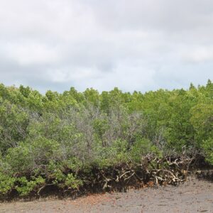Mangrove forest on the dry sea