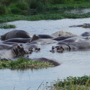 Close-up of hippos in the water at Ngorongoro Crater, Tanzania