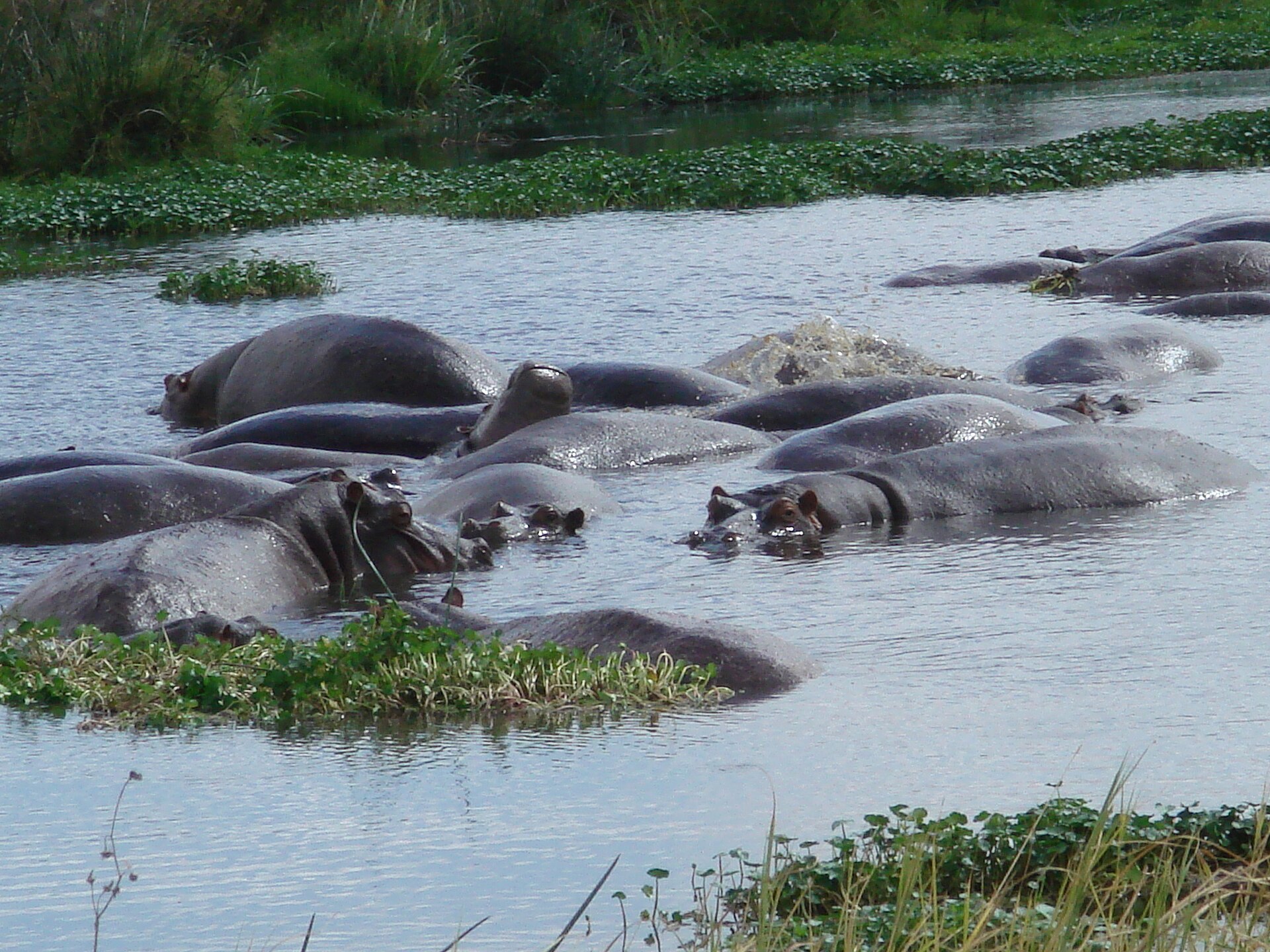 Close-up of hippos in the water at Ngorongoro Crater, Tanzania