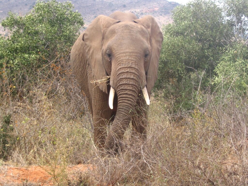 Elephant in Tsavo East National Park, Kenya