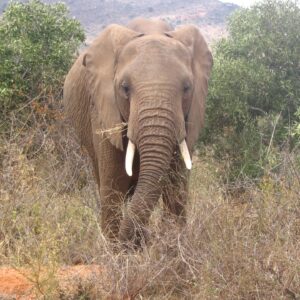 Loxodonta africana in Tsavo East National Park