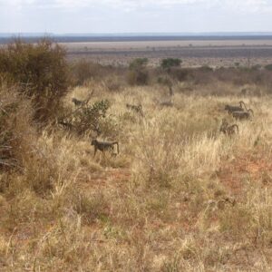 Papio cynocephalus group in Tsavo East National Park