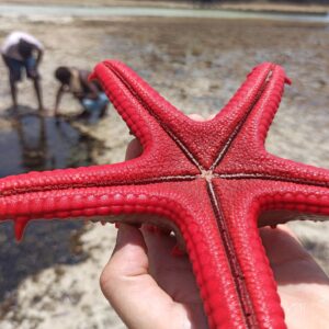 Watamu Beach, Kenya Starfish